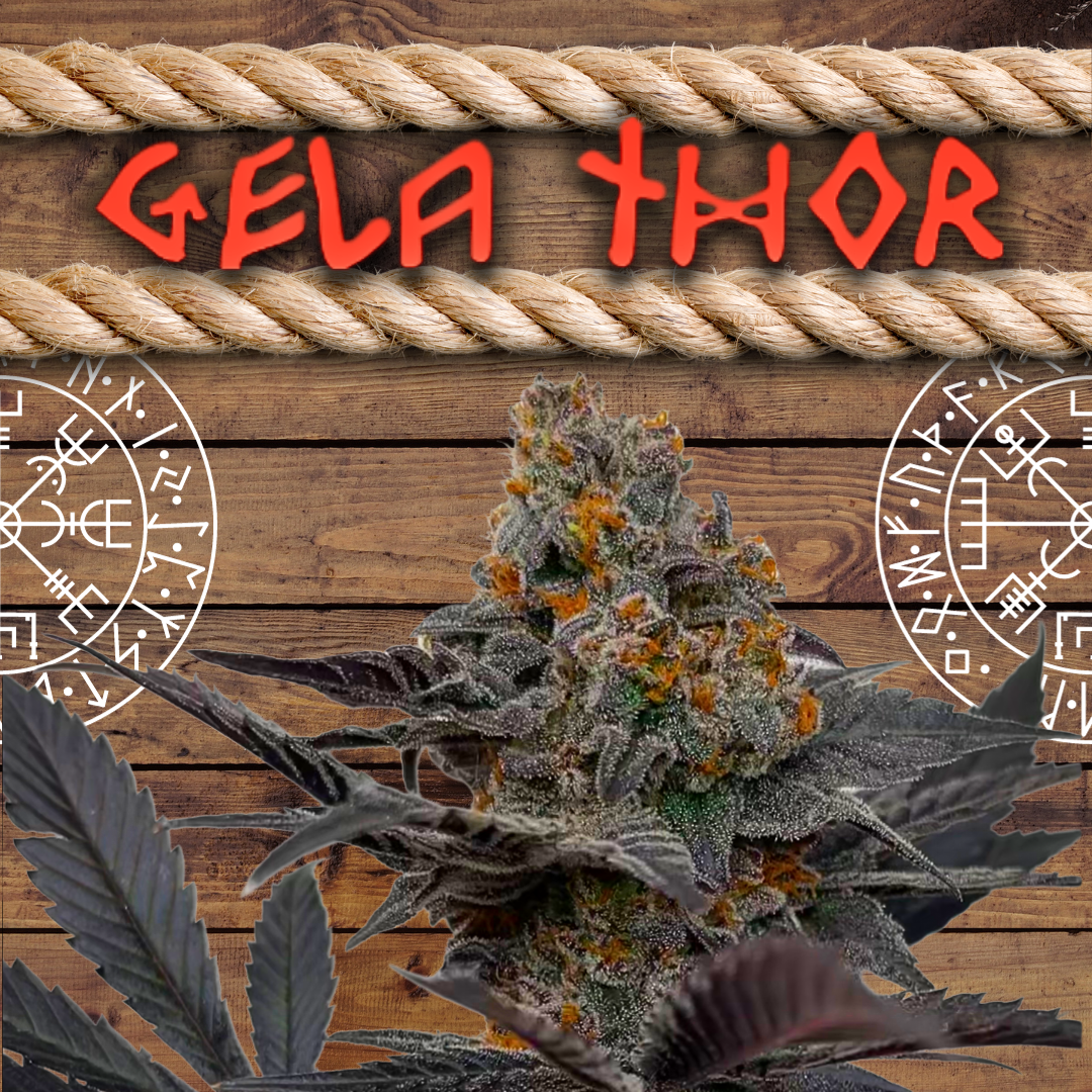 GelaThor