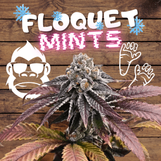 Floquet Mints