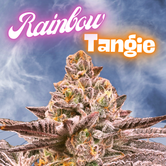 Rainbow Tangie