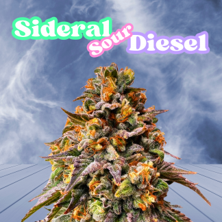 Sideral Sour Diesel