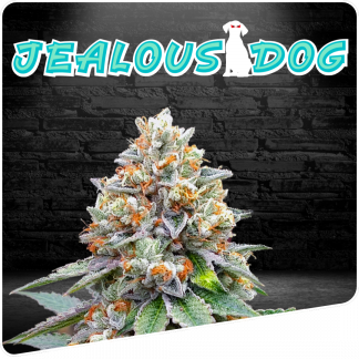 Jealous Dog