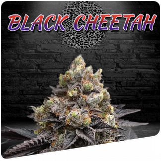 Black Cheetah