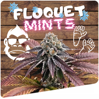 Floquet Mints