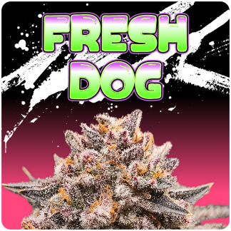 Fresh Dog