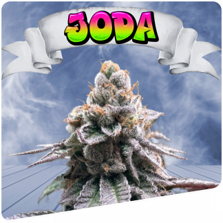 Joda