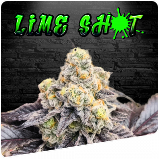 Lime Shot