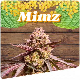 Mimz