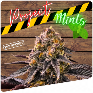 Project Mints