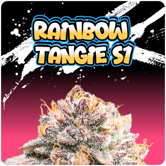 Rainbow Tangie S1