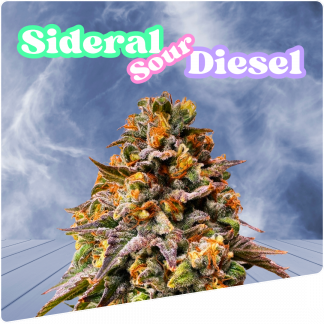 Sideral Sour Diesel