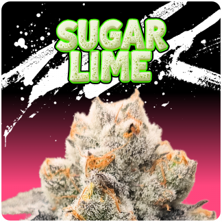 Sugar Lime
