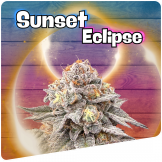 Sunset Eclipse