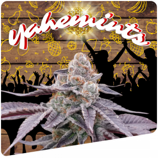 Yahemints