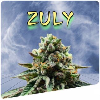 Zuly