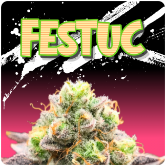 Festuc