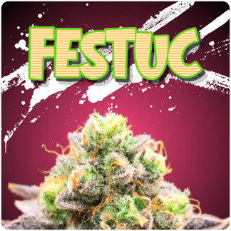 Festuc