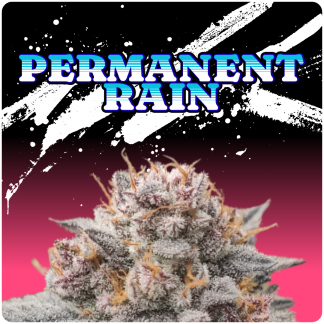 Permanent Rain