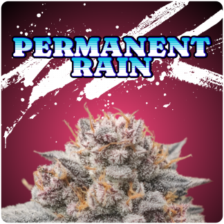 Permanent Rain